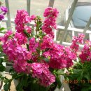 비단향꽃무 이미지