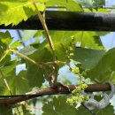 화수 농장 이미지