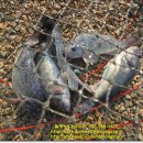 말봉바다낚시터 이미지