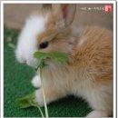 토끼 이야기 - 3 이미지