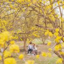 3월 29일(토)이천산수유 축제&amp;원적산 원적봉(선착순15명)머루님리딩 이미지