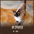 힐링인테리어 - 중구 모암로7번길 160-1 | 원주 견묘당 귀여운 고양이들과 감성적인 우산 인테리어 힐링 후기