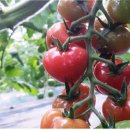 연우농장 이미지