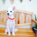 도리도리펫샵 이미지