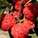 산호농장 이미지