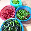 진도멸치 이미지