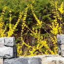 개나리온천 이미지