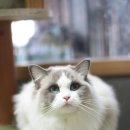 잘난돌스 이미지