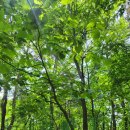 하늘반 ＜떡갈나무 호텔 프로젝트＞-나무관찰과 사진찍기 이미지