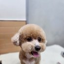 얼바인동물병원 이미지