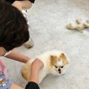 사랑해똥깡아지 이미지