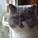 묘랑나랑 이미지