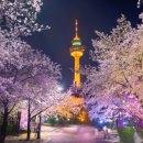 "벌써 벚꽃축제?"... 3월에 열리는 국내 벚꽃 축제 여행지는 어디? 이미지