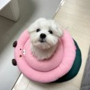 송이종합동물병원 이미지