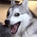 아이러브강아지 이미지