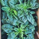 파파농산