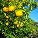 수연농장 이미지