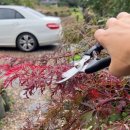 아이템데이 | 정원 관리 필수 아이템, 데이지안 가지치기 곡선형 전지가위 사용 후기