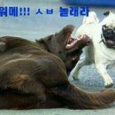 보고 이미지