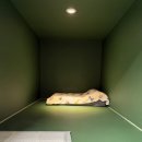 아이몽 애견 유치원 이미지