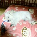 나나비펫 이미지