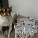 펫버스 | 🐶 [펫버스 애견비책 소고기영양죽] 자두의 든든한 하루 특식 💛