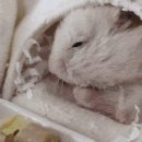 햄찌의보물창고