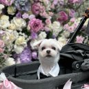 펫미팅 | [WEDDING 11] 결혼식 강아지 화동, 화견 펫시터 댕댕마치 본식 후기!