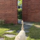 냥이 많은 식탁 이미지