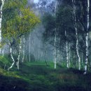 자작나무 이미지