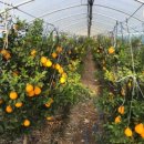 억대농장 이미지