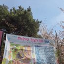 부천시 원미산 분홍빛 물결 진달래동산 실시간 만개 후기 (4/12 일)
