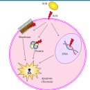 Re:Xanthine Oxidoreductase-Derived Reactive Species: Physiological and Pathological Effects 이미지