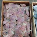 효창부채