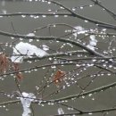 하늘나라노래마차 Daum카페