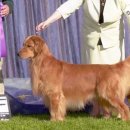 굿타임켄넬 이미지