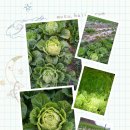 백련농장 이미지