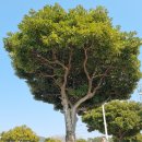 춤추는염소