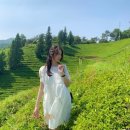 초록잎이 펼치는 세상 이미지