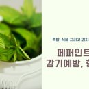 페퍼민트 - 중구 | 페퍼민트