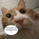 묘냥묘냥 이미지