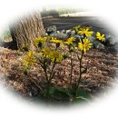 일성유치원 이미지