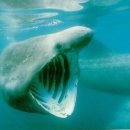 [사진] 돌묵상어(basking shark) 이미지