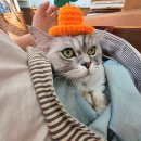 한림동물병원 이미지