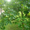 미성동-31 이미지