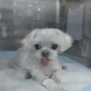 24시 더나은 동물메디컬 센터 이미지