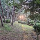 콩밭가인 이미지