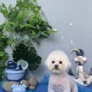 신촌애견미용실 이미지