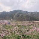 용천리 종합복지회관 | 배꽃향기의 실체를 알게 된 양양봄꽃여행 #2_용천리 복사꽃 피는 곰마을 &amp; 미나미골