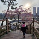 매원초등학교 앞 | 수원 광교호수공원 아이랑 벚꽃 명소 나들이 개화시기 위치